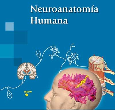 Neuroanatomía humana